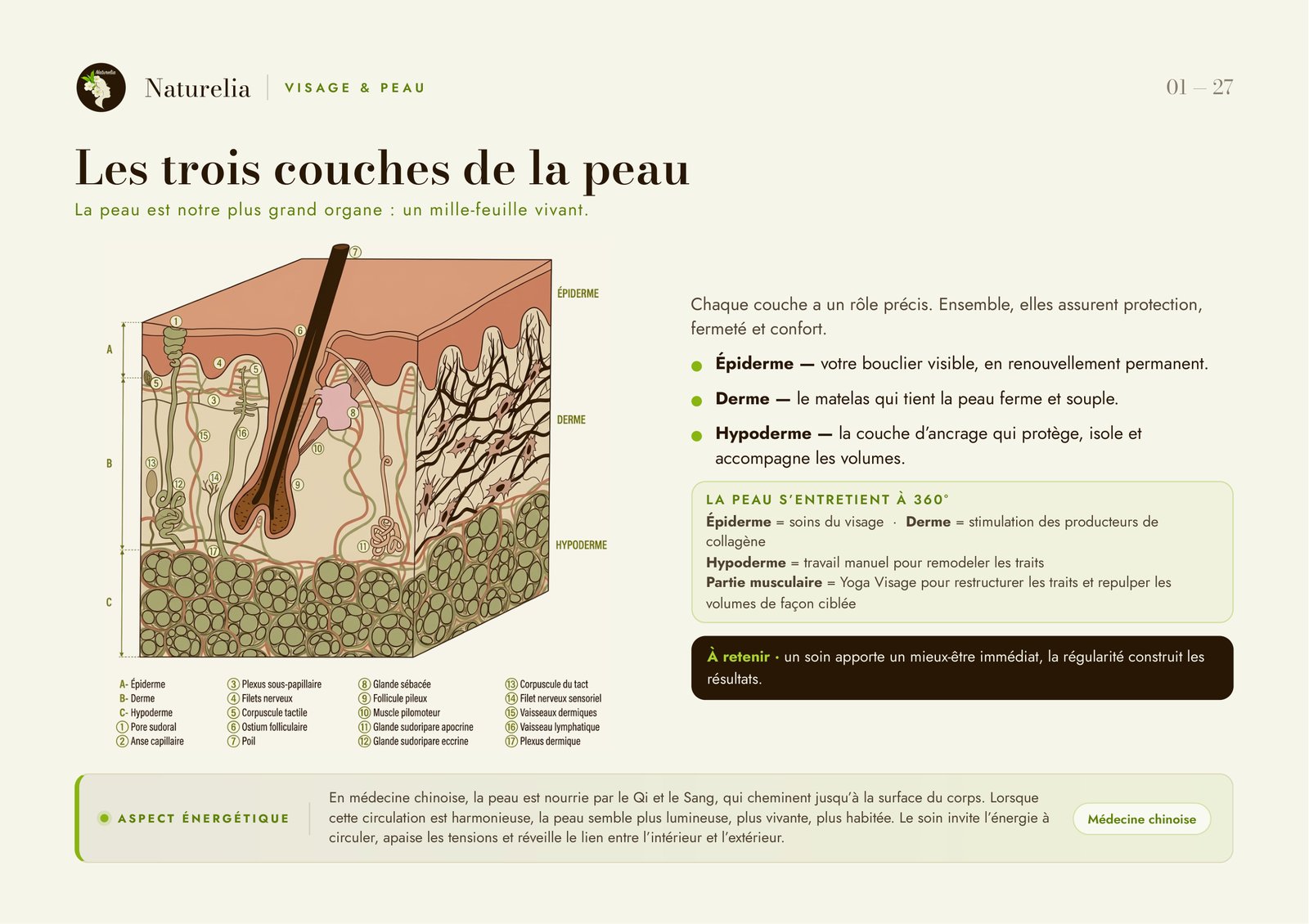 Page du flipchart : Les trois couches de la peau